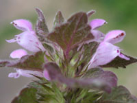 �q���I�h���R�\�E�̉�