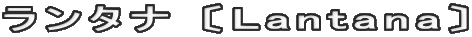 ランタナ 〔Lantana〕