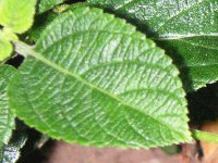 ランタナ〔Lantana〕の花（写真）