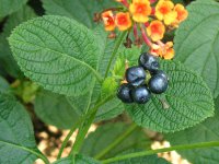 ランタナ〔Lantana〕の花（写真）