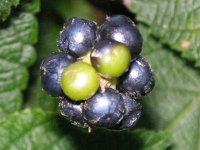 ランタナ〔Lantana〕の花（写真）