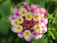 ランタナ〔Lantana〕の葉（写真）
