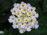 ランタナ〔Lantana〕の花（写真）