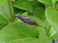 ツルニチニチソウ〔蔓日々草〕の花（写真）