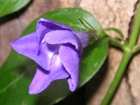 ツルニチニチソウ〔蔓日々草〕の花（写真）