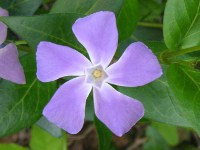 ツルニチニチソウ〔蔓日々草〕の花（写真）