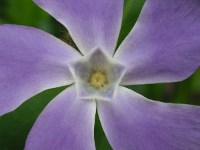 ツルニチニチソウ〔蔓日々草〕の花（写真）