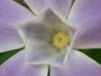 ツルニチニチソウ〔蔓日々草〕の花（写真）
