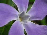 ツルニチニチソウ〔蔓日々草〕の花（写真）