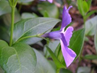 ツルニチニチソウ〔蔓日々草〕の花（写真）