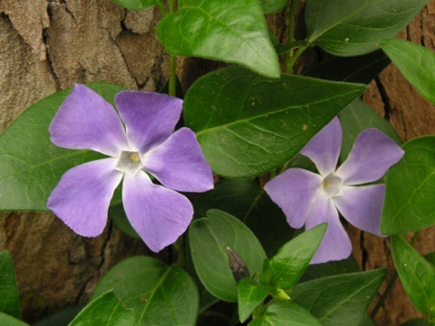 ツルニチニチソウ〔蔓日々草〕の花（写真）