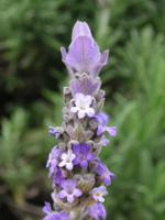 写真「ラベンダー〔Lavender〕の花」