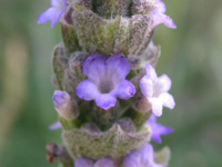 写真「ラベンダー〔Lavender〕の花」