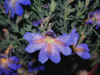 写真「バイオレット ・ レナ〔初恋草〕の花」