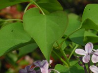 ライラック〔lilac〕の花（写真）