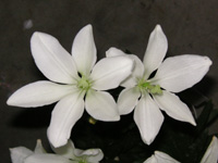 写真「ユリ〔百合〕の花」