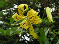 写真「ユリ〔百合〕の花」