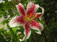 写真「ユリ〔百合〕の花」