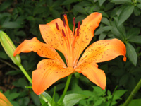 写真「ユリ〔百合〕の花」