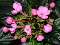 ルクリアの花（写真）