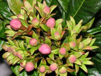 ルクリアの花（写真）