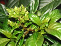 ルクリアの花（写真）