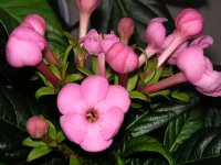 ルクリアの花（写真）