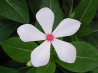 写真「ニチニチソウ〔日々草〕の花」