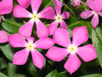 写真「ニチニチソウ〔日々草〕の花」