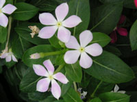 写真「ニチニチソウ〔日々草〕の花」