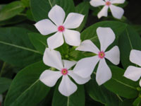 写真「ニチニチソウ〔日々草〕の花」