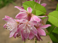 �E�c�M�E�}�M�V�F���̉�