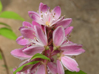 �E�c�M�E�}�M�V�F���̉�