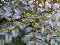 ヒイラギナンテン〔柊南天〕の花（写真）