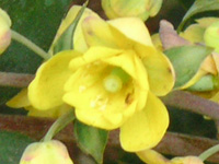 ヒイラギナンテン〔柊南天〕の花（写真）