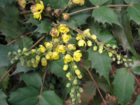 ヒイラギナンテン〔柊南天〕の花（写真）