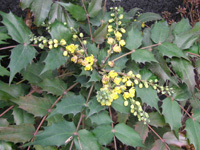 ヒイラギナンテン〔柊南天〕の花（写真）