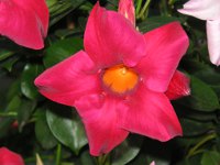 サンパラソル〔Sun Parasol〕の花（写真）