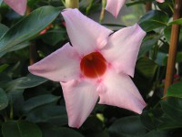 サンパラソル〔Sun Parasol〕の花（写真）