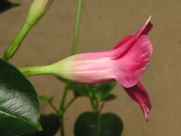 サンパラソル〔Sun Parasol〕の花（写真）