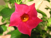 サンパラソル〔Sun Parasol〕の花（写真）