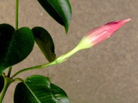 サンパラソル〔Sun Parasol〕の花（写真）