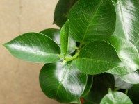 サンパラソル〔Sun Parasol〕の花（写真）