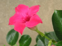 サンパラソル〔Sun Parasol〕の花（写真）