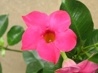 サンパラソル〔Sun Parasol〕の花（写真）