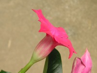 サンパラソル〔Sun Parasol〕の花（写真）