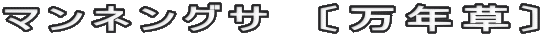 マンネングサ　〔万年草〕