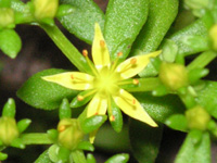 写真「マンネングサ〔万年草〕の花」