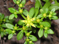 写真「マンネングサ〔万年草〕の花」