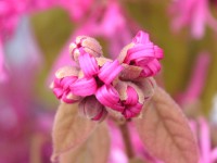 写真「ベニバナトキワマンサク〔紅花常盤万作〕〕の花」